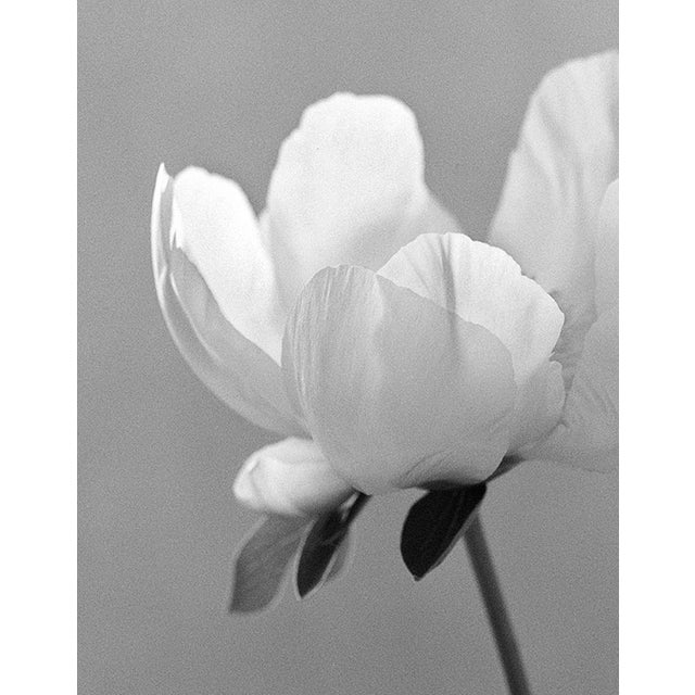 Peony’ photographed in London, United Kingdom 2022. It is a still life black and white film photograph, made with a large...