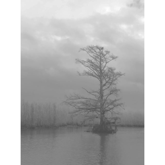 Contemporary Chelsea Fly "Cypress Tree in Marshland II" Abstract Landscape Photograph #2 For Sale - Image 3 of 3