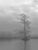 Contemporary Chelsea Fly "Cypress Tree in Marshland II" Abstract Landscape Photograph #2 For Sale - Image 3 of 3