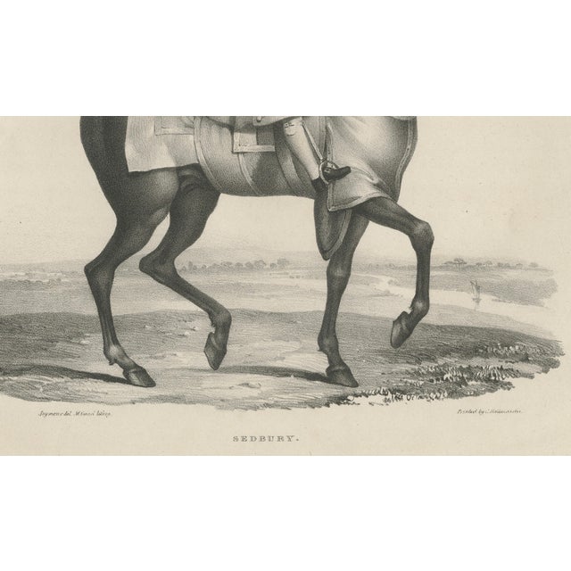 Gold Maxim Gauci, Sedbury Equestrian Horse & Rider Portrait, 1840, Lithograph For Sale - Image 8 of 10