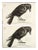 1960s Crow Raven Trenton Paper Targets - A Pair For Sale
