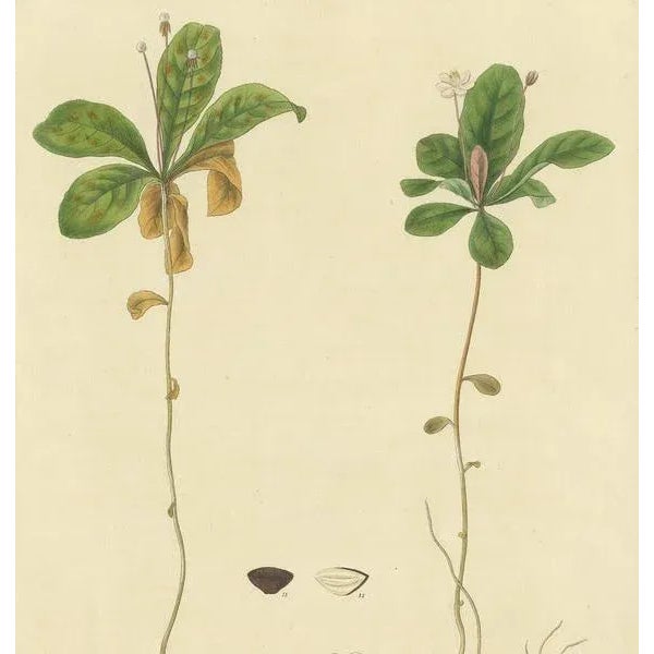 Curtis, Botany Illustration of Trientalis Europea, 1817, Print For Sale - Image 3 of 5