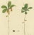 Curtis, Botany Illustration of Trientalis Europea, 1817, Print For Sale - Image 3 of 5