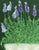 Lavender Garden No. 1 is my contemporary interpretation of French lavender, a plant known for its long flowering season,...
