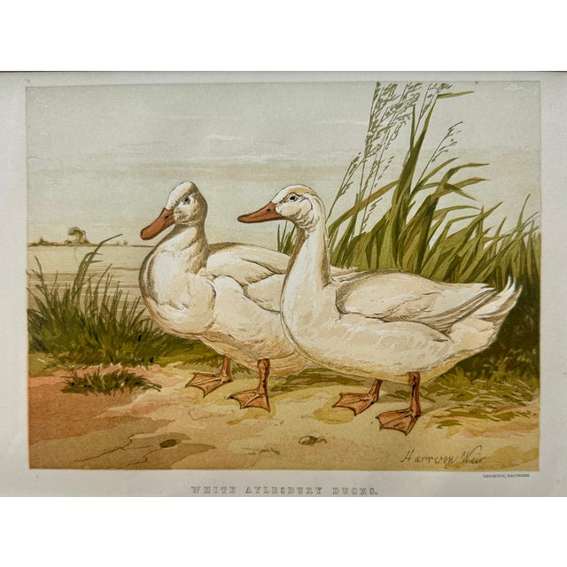 English White Aylesbury Ducks by Harrison Weir, 1860 For Sale - Image 3 of 4