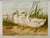 English White Aylesbury Ducks by Harrison Weir, 1860 For Sale - Image 3 of 4