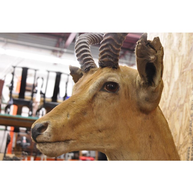 Mid 20th Century Vintage African Impala Shoulder Mount Wall Taxidermy Man Cave Lodge Home Decor For Sale - Image 5 of 18