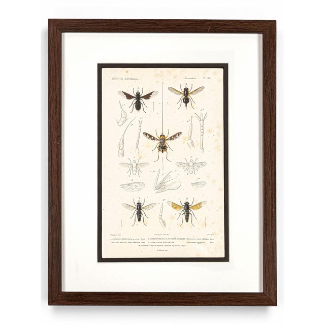 Early 19th Century Le Règne Animal Insect Gallery, 1817 | Set of 4 Antique Natural History Prints For Sale - Image 5 of 6