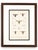 Early 19th Century Le Règne Animal Insect Gallery, 1817 | Set of 4 Antique Natural History Prints For Sale - Image 5 of 6