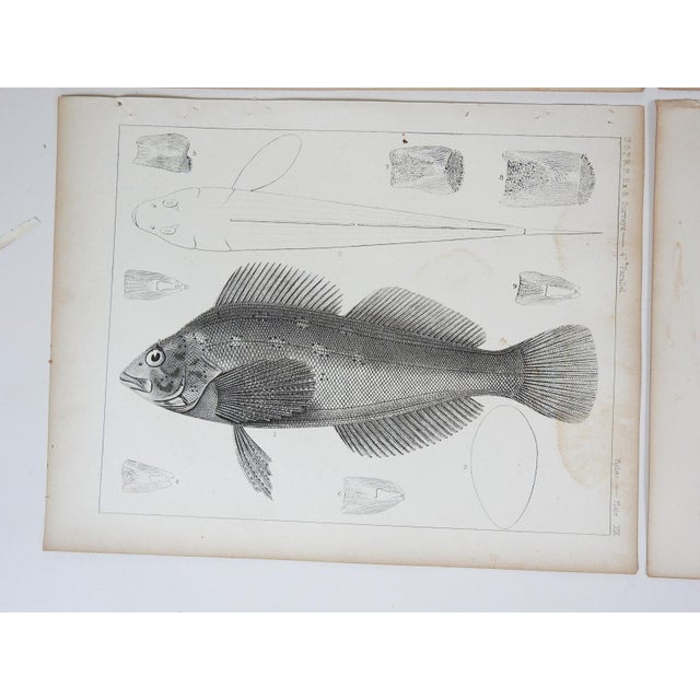 Mid 19th Century Us Pacifc Railroad Fish Lithograph Book Plates - Set of 4 For Sale - Image 4 of 6