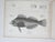 Mid 19th Century Us Pacifc Railroad Fish Lithograph Book Plates - Set of 4 For Sale - Image 4 of 6