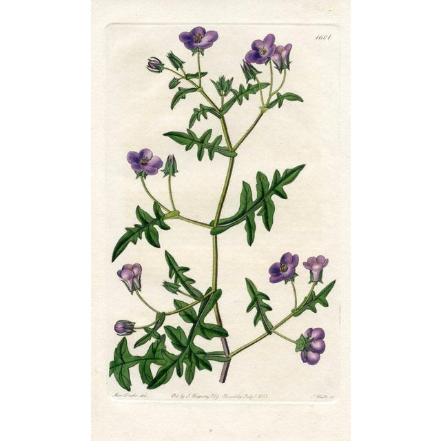 Original early-1800s hand colored engraving that appeared in "The Botanical Register", a British horticultural journal...