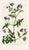 Original early-1800s hand colored engraving that appeared in "The Botanical Register", a British horticultural journal...