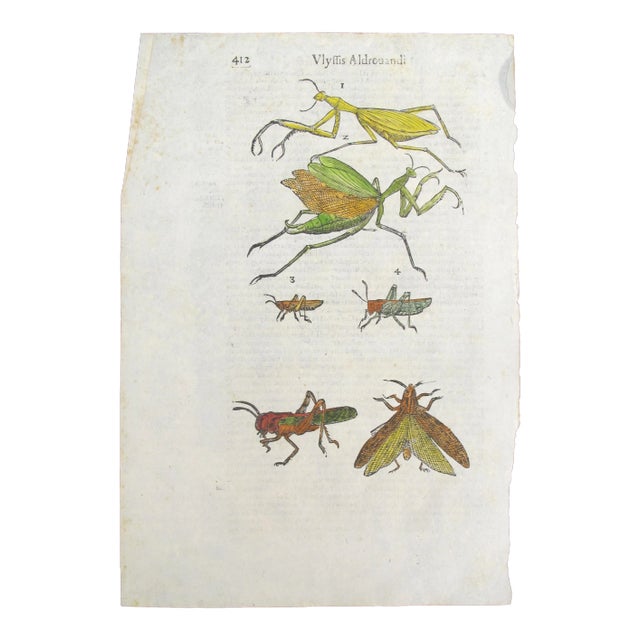 17th Century Italian Vintage Insects - Vlyffis Aldrouandi (P.411-412) Book Page, Colored Steel Engraving For Sale