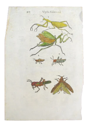 17th Century Italian Vintage Insects - Vlyffis Aldrouandi (P.411-412) Book Page, Colored Steel Engraving