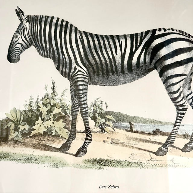 Safari Vintage Karl Joseph Brodtmann Das Zebra Art Print | Framed Zebra Wall Art | German Natural History Lithograph Style | Safari Decor For Sale - Image 3 of 7