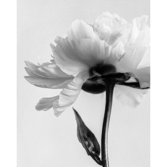 Peony No.5’ photographed in London, United Kingdom 2024. It is a still life black and white film photograph, made with a...