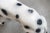 Dalmatian Dog in Resin, 1970s For Sale - Image 9 of 16