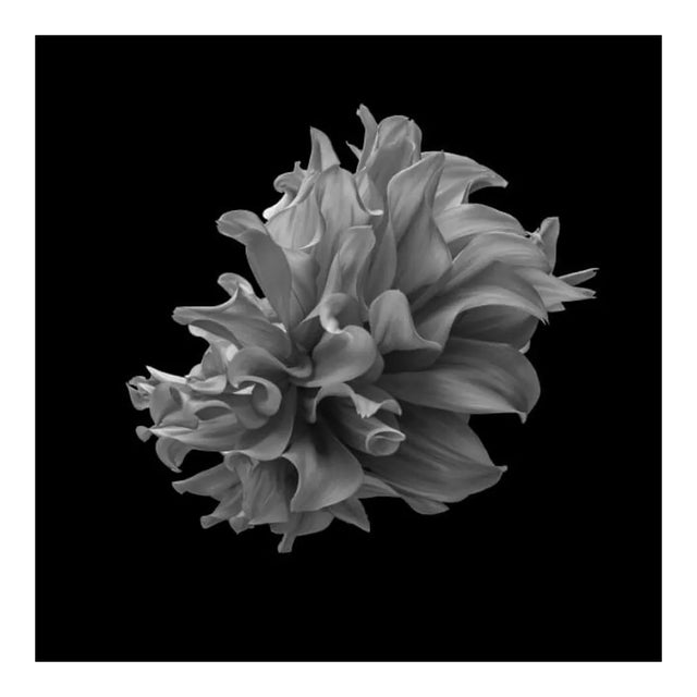 Black Dahlia #15, Black and White, Photography For Sale