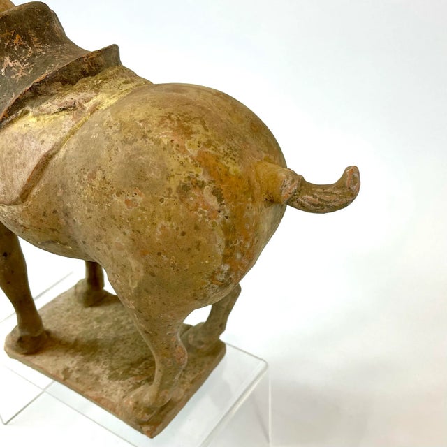 15th Century & Earlier Chinese Tang Dynasty Terra Cotta Horse For Sale - Image 5 of 13