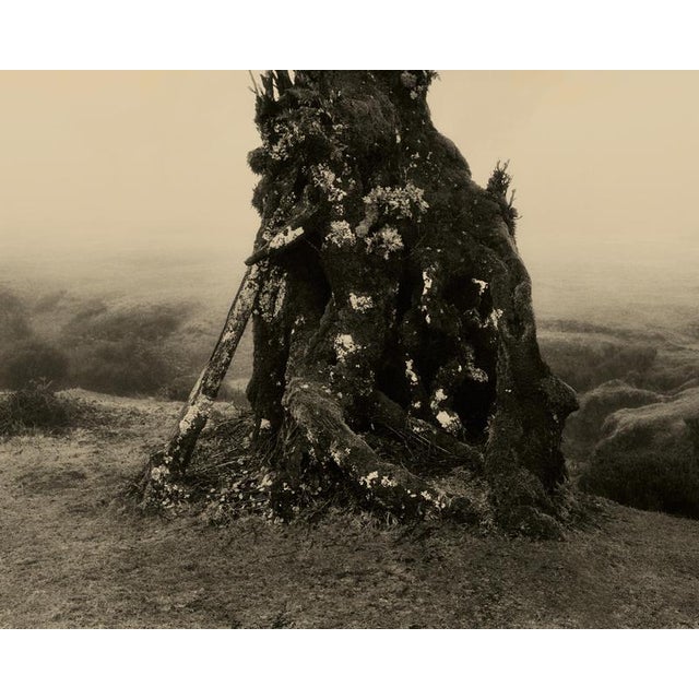 Laurisilva of Madeira No.3 ' 2026 Limited edition of 20 Printed on archival Hahnemühle Photo Rag Baryta paper. Signed both...