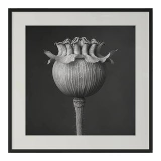 27.5' X 27.5' - 'Poppy Pod Head' #1 - Black and White Botanical Floral Photography Print / Karl Blossfeldt For Sale