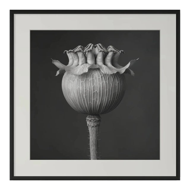 'Poppy Pod Head' No. 1 - Black and White Botanical Photography Print / Karl Blossfeldt For Sale