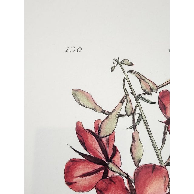 Botanical Prints by Shadow Catchers-Set of 4 For Sale - Image 10 of 17
