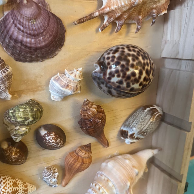 Curated Marine Specimen Collection in a Hinged Natural Wood Shadow Box Vitrine For Sale In Minneapolis - Image 6 of 12