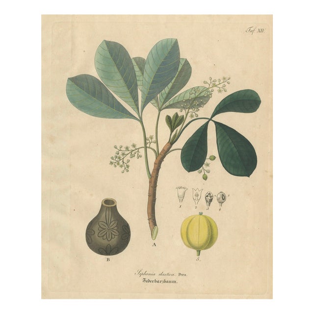 Siphonia Elastica, 1800s, Paper For Sale