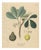 Siphonia Elastica, 1800s, Paper For Sale