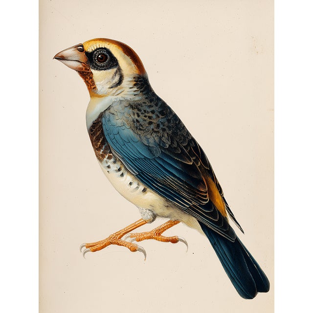 2020s 19th-Century Bird Illustrations — Fine Art Print Collection | Unframed For Sale - Image 5 of 17