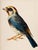 2020s 19th-Century Bird Illustrations — Fine Art Print Collection | Unframed For Sale - Image 5 of 17