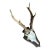 1970s Roe Deer Trophy Black Forest Antlers #11a Skull Curiosity For Sale