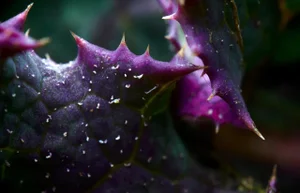 Marko Milić, Leaf Romance, Abstract Photography