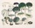 Reproduction Contemporary Mushroom Botanical Study Print in Earthy Greens For Sale