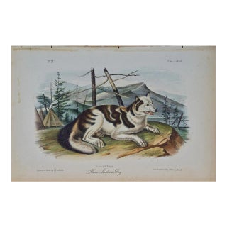 Audubon Hare Indian Dog: An Original 19th Century Audubon Hand-Colored Lithograph, 1854 For Sale