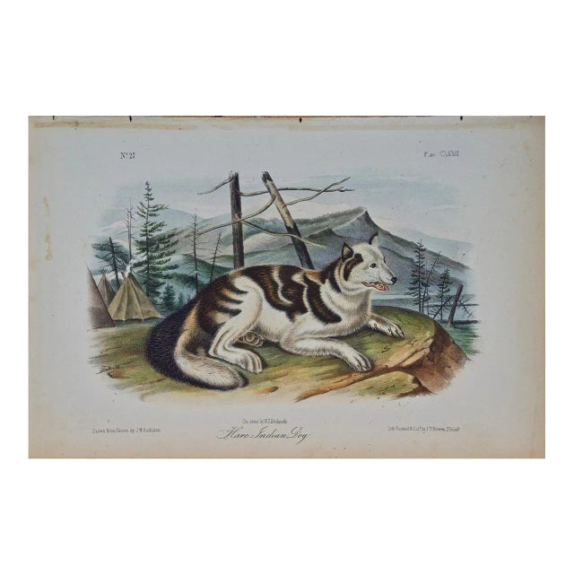 Audubon Hare Indian Dog: An Original 19th Century Audubon Hand-Colored Lithograph, 1854 For Sale