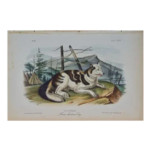 Audubon Hare Indian Dog: An Original 19th Century Audubon Hand-Colored Lithograph, 1854