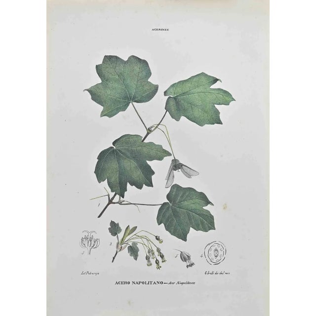 Vincenzo Tenore, Neapolitan Maple, Lithograph, 1870s For Sale