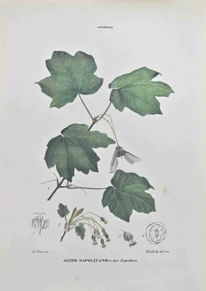 Vincenzo Tenore, Neapolitan Maple, Lithograph, 1870s