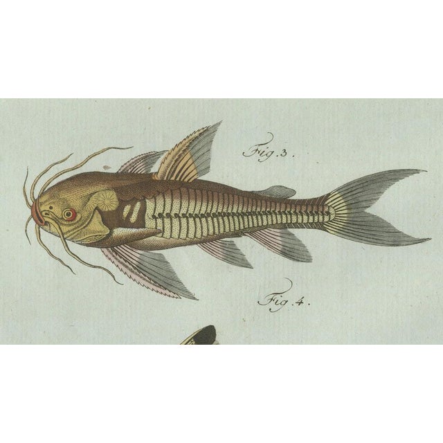 Bertuch, Gar and Exotic Armored Fish, 1800, Engraving For Sale - Image 6 of 9