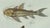 Bertuch, Gar and Exotic Armored Fish, 1800, Engraving For Sale - Image 6 of 9