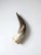 Vintage Polished Horn For Sale - Image 6 of 12