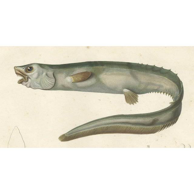 Antique Print of the Deep-Sea Spiny Eel (Notacanthus Nasus) – Paris, 1845 This beautifully hand-colored lithograph...
