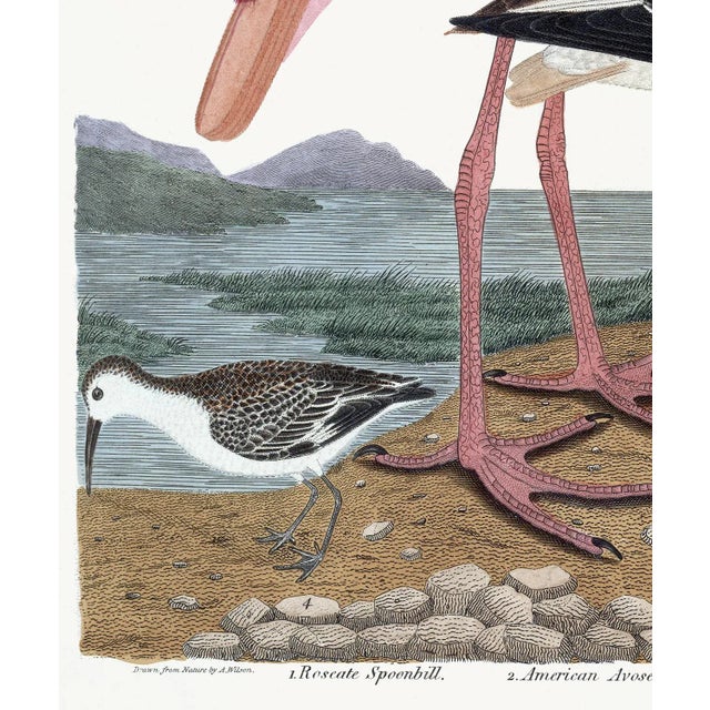 Roseate Spoonbill After Alexander Wilson. Wd - 24x36 For Sale In Atlanta - Image 6 of 8