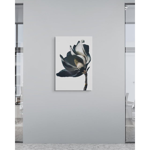 Magnolia I — Sivan Roshianu, Limited Edition Metal Print (Edition of 5) For Sale - Image 4 of 5