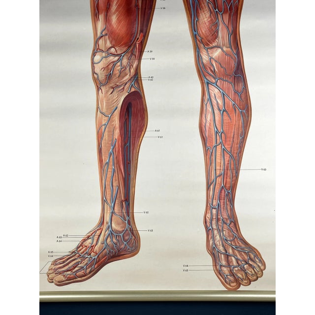 Vintage Anatomic School Poster the Blood System from Deutsches Hygiene Museum Dresden GDR (East Germany), 1976 For Sale - Image 10 of 11