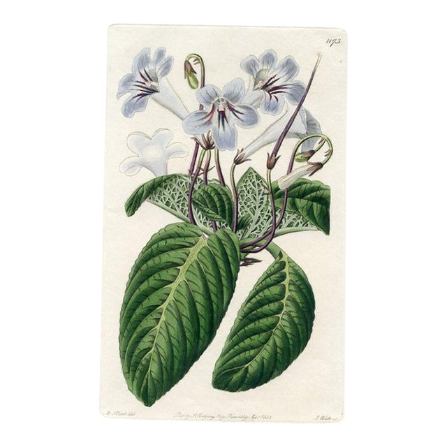 1828, Cape Primrose Botanical Print, the Botanical Register, Original Antique Botanical Print, Engraving, Hand Colored, England For Sale