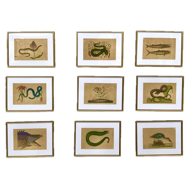 18th Century Framed Engravings by Mark Catesby, Set of Nine Natural History Art For Sale - Image 17 of 17